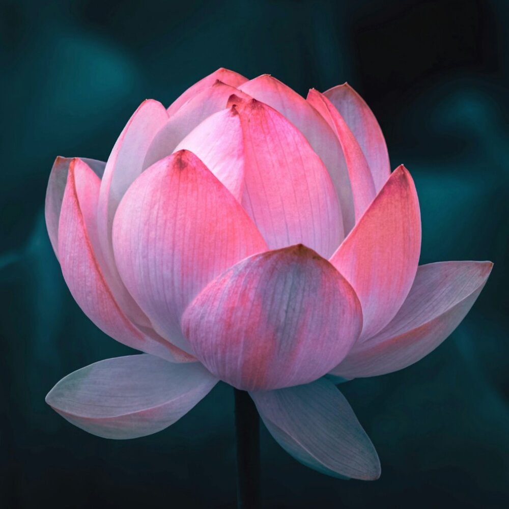 Meet Space Lotus!